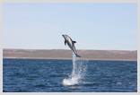 Dusky Dolphin Puerto Madryn