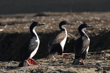 Cormoranes