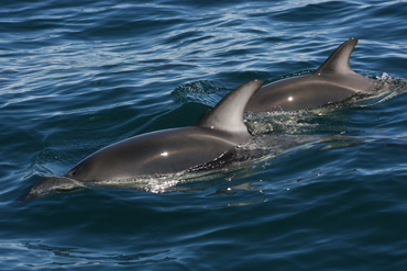 Delfines