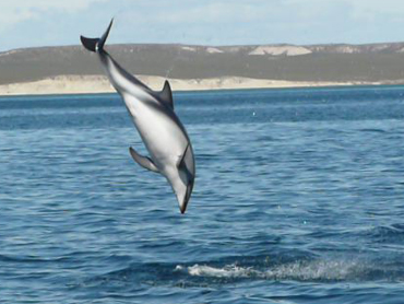 Delfin