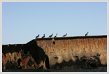 Cormorants