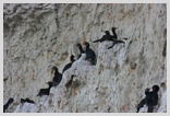 Cormorants