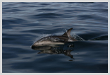 Dusky Dolphin