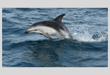 Dusky Dolphin Puerto Madryn