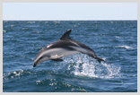 Dusky Dolphin