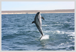 Dusky Dolphin
