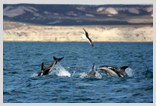 Dusky Dolphin