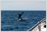 Dusky Dolphin