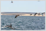 Dusky Dolphin