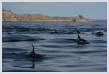 Dusky Dolphin