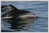 Dusky Dolphin