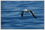 Gaviota