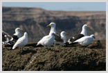 Gaviotas