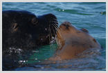 Sea Lion