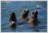 Sea Lion