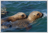 Sea Lion