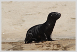 Sea Lion
