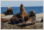 Sea Lion