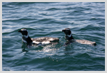 Penguins